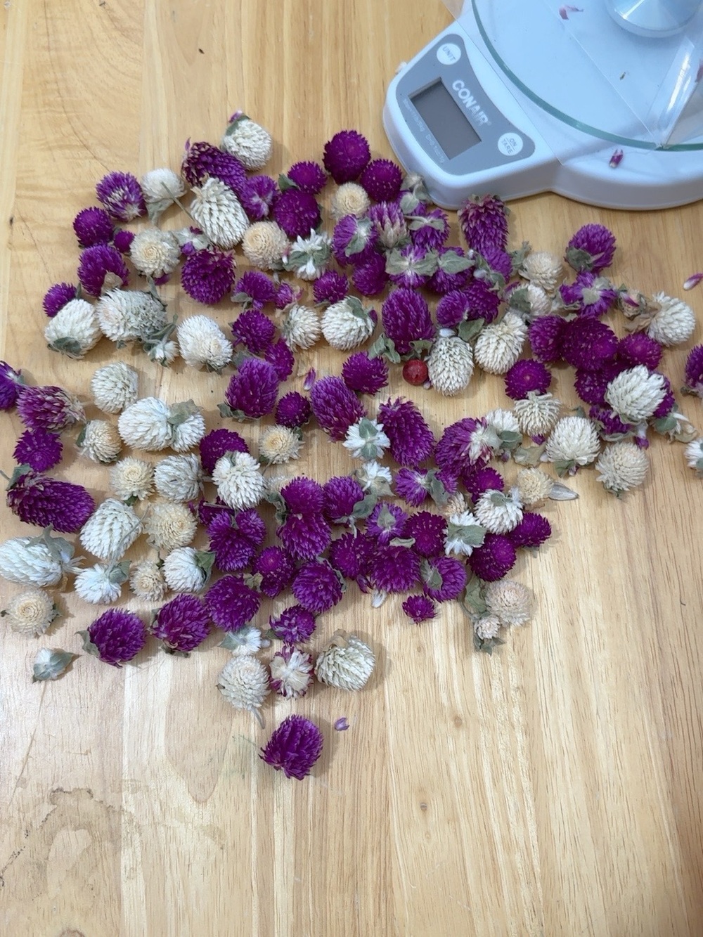 Dried Gomphrena Globe Amaranth Flower Heads 50+ Purple White Craft Lot